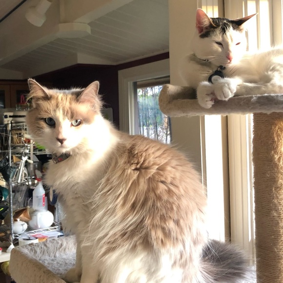 Meet your Posher, Elizabeth - Picture 4 of 6